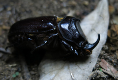 Oryctes monoceros