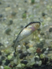 Otocinclus vittatus