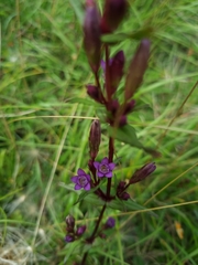 Gentianella amarella