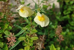 Linaria vulgaris