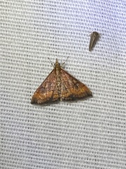 Pyrausta rubricalis