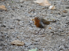 Erithacus rubecula