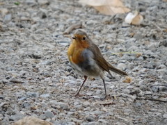 Erithacus rubecula