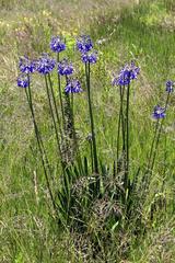 Agapanthus inapertus