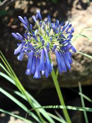 Agapanthus inapertus