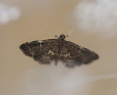 Anageshna primordialis