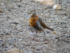 Erithacus rubecula