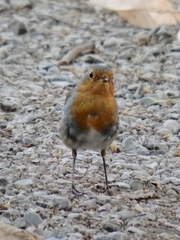 Erithacus rubecula