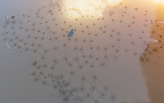 Phrynobatrachus natalensis