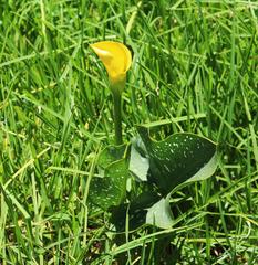 Zantedeschia