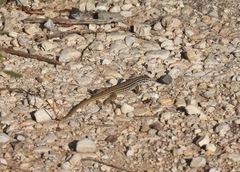 Aspidoscelis tesselatus