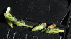 Aspalathus hispida hispida