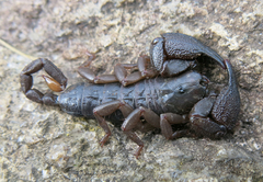 Opisthacanthus validus
