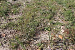 Aspalathus hispida hispida