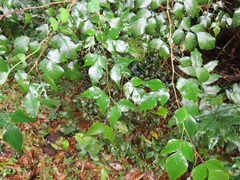 Indigofera natalensis