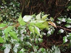 Indigofera natalensis