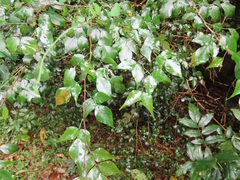 Indigofera natalensis