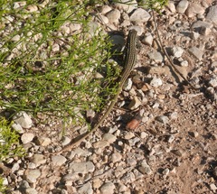 Aspidoscelis tesselatus