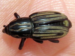 Sphenophorus pertinax
