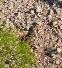 Aspidoscelis tesselatus