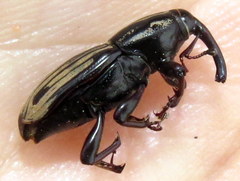 Sphenophorus pertinax