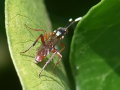 Apaeleticus bellicosus