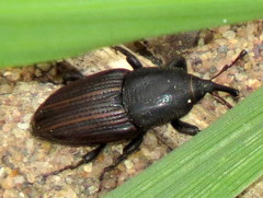 Sphenophorus pertinax