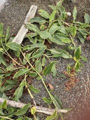 Rumex crassus