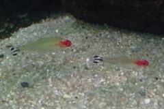 Hemigrammus rhodostomus