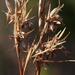 Narrowleaf Turpentine Grass - Photo (c) Tony Rebelo, some rights reserved (CC BY-SA), uploaded by Tony Rebelo