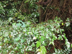 Indigofera natalensis