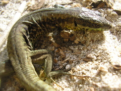 Podarcis muralis