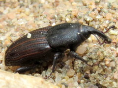 Sphenophorus pertinax