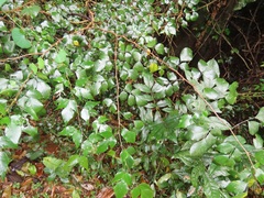 Indigofera natalensis