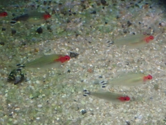 Hemigrammus rhodostomus