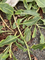Rumex crassus