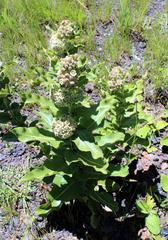 Xysmalobium undulatum