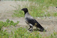 Corvus cornix