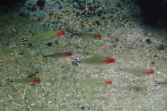Hemigrammus rhodostomus