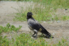 Corvus cornix