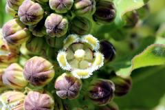 Xysmalobium undulatum