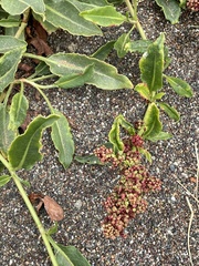Rumex crassus