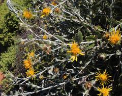 Berkheya fruticosa