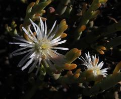 Mesembryanthemum leptarthron