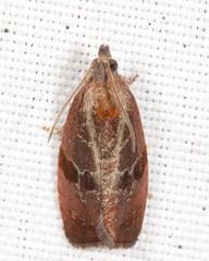 Evora hemidesma