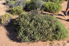 Mesembryanthemum leptarthron