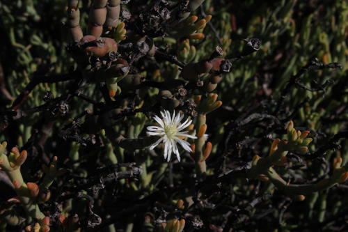 Mesembryanthemum leptarthron A.Berger 3