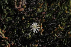 Mesembryanthemum leptarthron