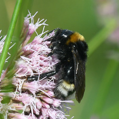 Bombus bohemicus