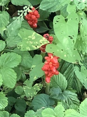 Arum maculatum